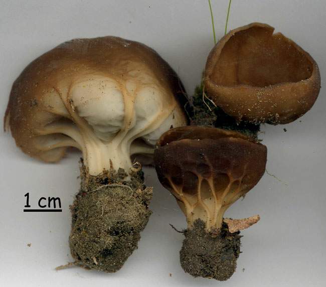 Helvella acetabulum